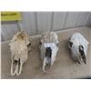 Image 1 : 3x  Cattle Skulls 