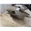 Image 5 : 3x  Cattle Skulls 