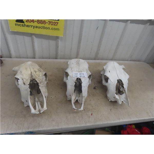 3 Cattle Skulls 