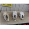 3 Cattle Skulls 