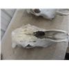 Image 2 : 3 Cattle Skulls 
