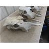 Image 3 : 3 Cattle Skulls 