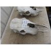 Image 4 : 3 Cattle Skulls 