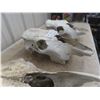 Image 5 : 3 Cattle Skulls 