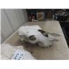 Image 7 : 3 Cattle Skulls 