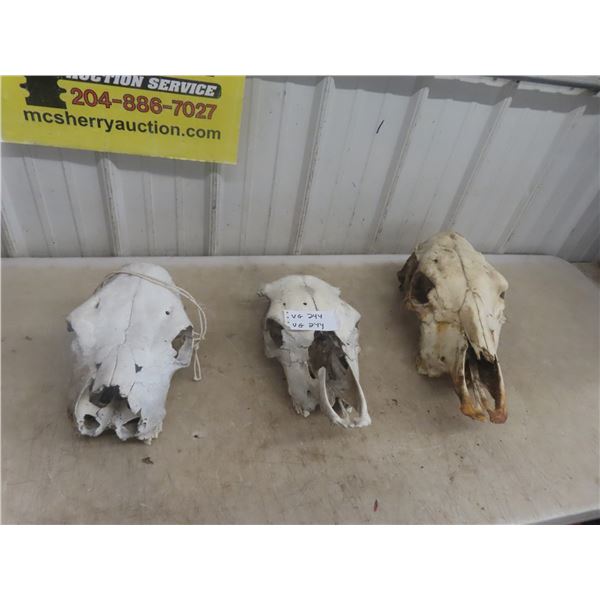 3 Cattle Skulls 