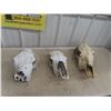 3 Cattle Skulls 