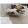 Image 5 : 3 Cattle Skulls 