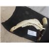 Image 6 : Powder Horn + Cattle Jaw Bone