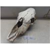 Image 1 : Weathered Cattle Skull 19''