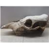 Image 2 : Weathered Cattle Skull 19''