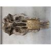 Image 3 : Weathered Cattle Skull 19''