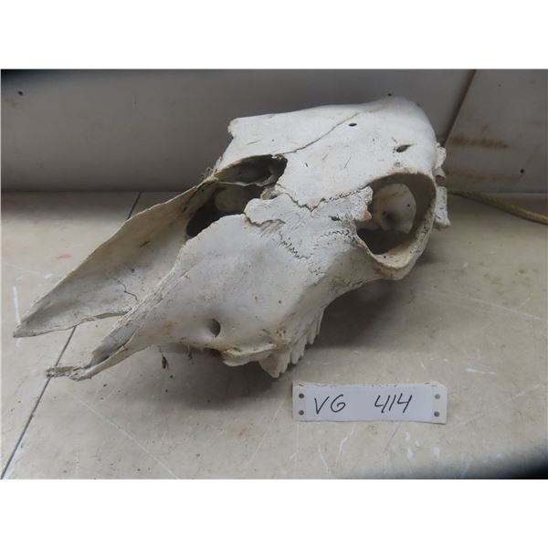 Weathered Cattle Skull 15 1/2''