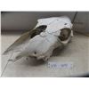 Image 1 : Weathered Cattle Skull 15 1/2''