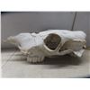 Image 2 : Weathered Cattle Skull 15 1/2''