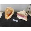 Image 1 : 2 Large Conch Shells 