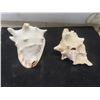 Image 2 : 2 Large Conch Shells 