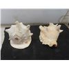 Image 3 : 2 Large Conch Shells 