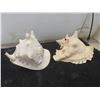 Image 4 : 2 Large Conch Shells 