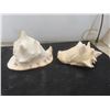 Image 5 : 2 Large Conch Shells 
