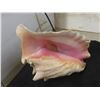 Image 7 : 2 Large Conch Shells 