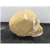 Image 2 : Plastic Skull + Glass Bottle Cresent Moon 7" High 
