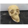 Image 3 : Plastic Skull + Glass Bottle Cresent Moon 7" High 