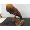 Image 3 : Rooster Mounted on Driftwood 17 1/2" Tall 
