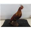 Image 7 : Rooster Mounted on Driftwood 17 1/2" Tall 
