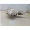 Image 2 : Buffalo Skull Horn Spread 24''