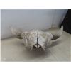Image 3 : Buffalo Skull Horn Spread 24''
