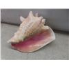 Image 2 : Wine Holder and Sea Sheel