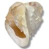 Image 1 : Large Conch Shell  8" x 12 " x 10"
