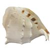 Image 2 : Large Conch Shell  8" x 12 " x 10"