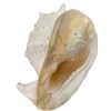 Image 3 : Large Conch Shell  8" x 12 " x 10"
