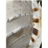 Image 4 : Large Conch Shell  8" x 12 " x 10"