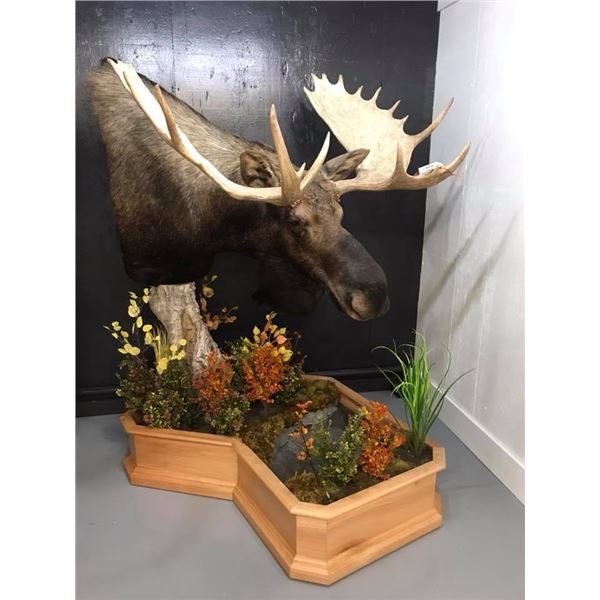 Pedestal Shoulder Mount for any animal up to Elk Size
