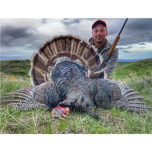 Wyoming Merriam Turkey and prairie dogs for 2 with JR Hunting
