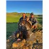 Image 4 : Wyoming Merriam Turkey and prairie dogs for 2 with JR Hunting