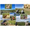 Image 5 : Wyoming Merriam Turkey and prairie dogs for 2 with JR Hunting