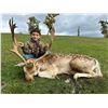 Image 4 : Pennsylvania Youth Cow Elk Hunt With Big 5 Lodge