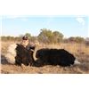 Image 2 : 5-Day FREE RANGE Plains Game hunt for 2 Rifle Hunters with Avula Safaris - EXHIBITOR