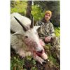 Image 4 : Alaska Mountain Goat Hunt With Far North Adventures		EXHIBITOR