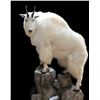 Image 4 : Lifesize Mount from True-Life Taxidermy				EXHIBITOR