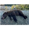 Image 2 : Alaska Spot & Stalk Brown Bear Hunt with Alaska’s Greatland Outfitters        Exhibitor