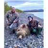 Image 4 : Alaska Spot & Stalk Brown Bear Hunt with Alaska’s Greatland Outfitters        Exhibitor