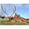 Image 2 : Texas Axis Deer for 2 with Pope Brothers Guide Service