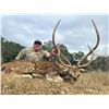 Image 5 : Texas Axis Deer for 2 with Pope Brothers Guide Service