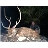 Image 6 : Texas Axis Deer for 2 with Pope Brothers Guide Service