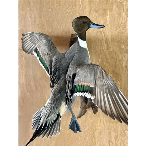 Brown’s Taxidermy & Wildlife Studio Gift Certificate